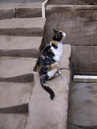 Temple Cat at the Temple at Edfu in Egypt which is dedicated to the God Horusのeditorial素材