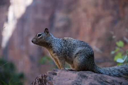 Squirrel in Zion National Park Utah USAの写真素材