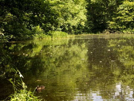 Pool in forest in Skipton North Yorkshireの写真素材