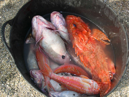 Fish for sale on the beach at Nerja Andalucia Spain