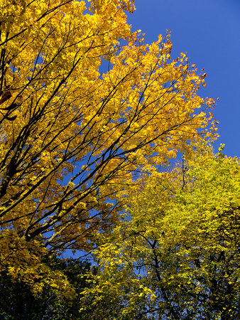 Autumn colours in Northern England