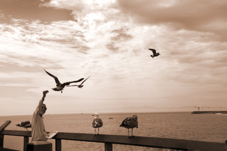 Feeding the birds on the Pier at Santa Barbara California USAのeditorial素材