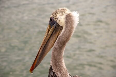 Pelican on the Pier at Santa Barbara California USAの写真素材