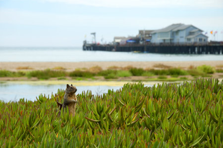 Ground squirrel on Beach at Santa Brbara California USAの写真素材