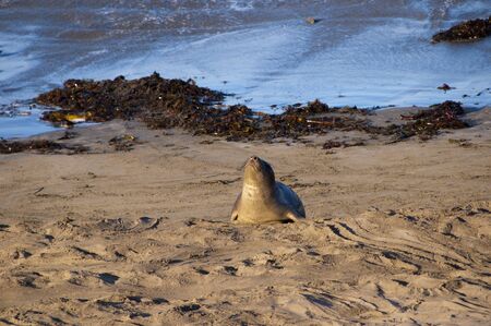 Elephant seals on beach on the Pacific Coast of California USAの写真素材