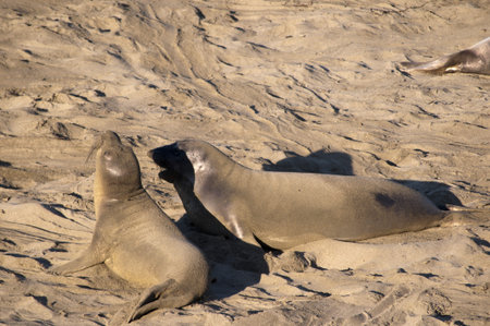 Elephant seals on beach on the Pacific Coast of California USAの写真素材