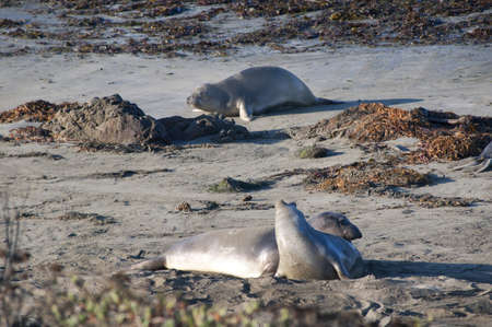 Elephant seals on beach on the Pacific Coast of California USAの写真素材