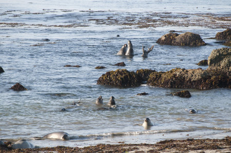 Elephant seals on beach on the Pacific Coast of California USA