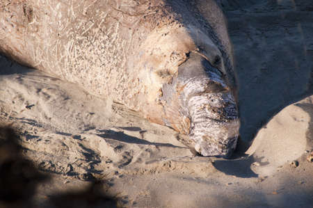 Elephant seals on beach on the Pacific Coast of California USAの写真素材