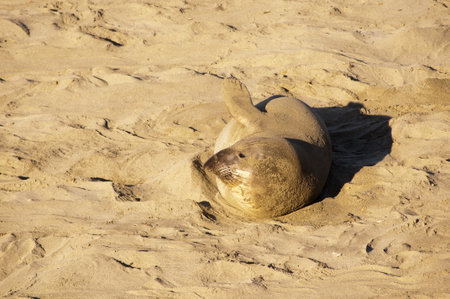 Elephant seals on beach on the Pacific Coast of California USAの写真素材