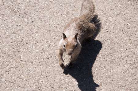 Ground Squirrel on the Big Sur coast from Highway 1 California USA