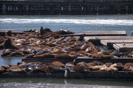 Sea Lions on Fishermans Wharf San Francisco USA