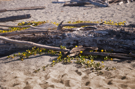 Driftwood Covered Beach on the Pacific Coast of California USAの写真素材