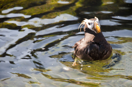 Tufted puffin in the Oregon Coast Aquarium at Newport Oregonの写真素材