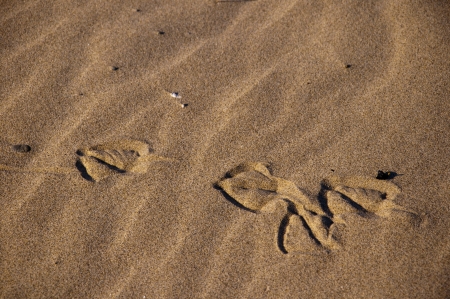 the Beach at Cape Kiwanda Oregon USAの写真素材