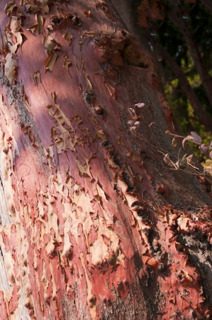 Texture of tree on Bainbridge Island across the Puget Sound from Seattle Washington USAの写真素材