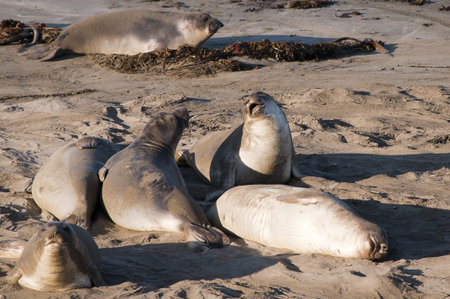 Elephant seals on beach on the Pacific Coast of California USAの写真素材