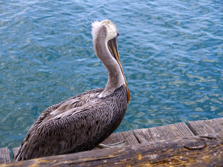 Pelican on the Pier at Santa Barbara California USA