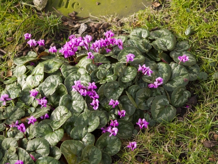 Cyclamen flowers around the Cathedral in Ripon Yorkshire の写真素材