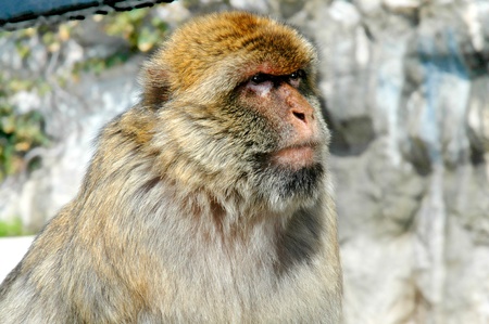 Alpha Male Barbary Ape on Rock of Gibraltarの写真素材
