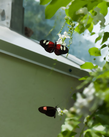 Butterfly House in Key West Florida USA
