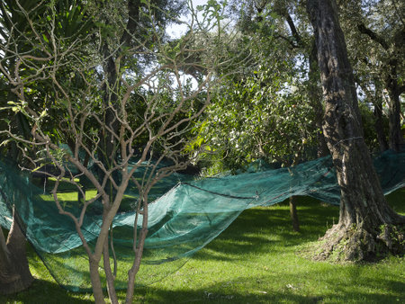 Harvesting Olives in Sorrento in Southern Italyのeditorial素材