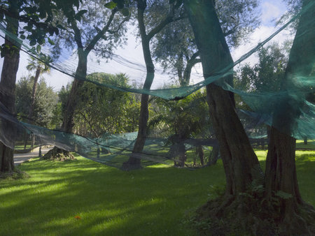 Harvesting Olives in Sorrento in Southern Italyのeditorial素材