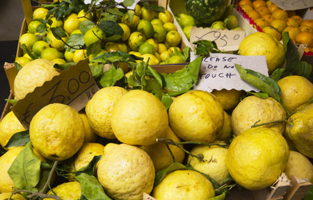 Extra Large Nobbly Lemons in Sorrento Italyの写真素材
