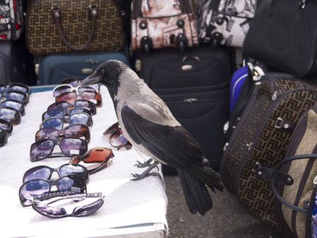 Hooded Crow inspecting sunglasses in Rome Italyのeditorial素材