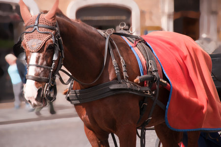 Horse and Carriage on the Piazza Spagna in Rome Italyのeditorial素材