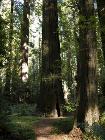 Giant Redwood Tree Forest on the coast of Oregon USAのeditorial素材