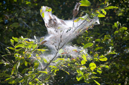 Caterpillar silk in Giant Redwood Tree Forest on the coast of Oregon USAのeditorial素材