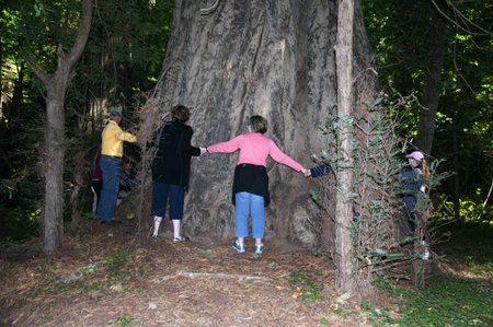 spanning a Giant redwood tree in oregon USAのeditorial素材