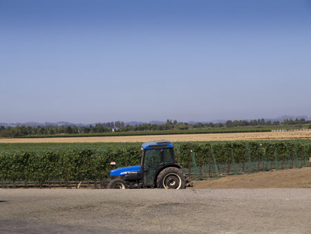 Vineyard in the Napa Valley the wine country of Northern California USAのeditorial素材