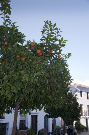 Oranges growing in the streets of Frigiliana Andalucia Spainのeditorial素材
