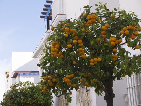 Oranges growing in the streets of Frigiliana Andalucia Spainのeditorial素材