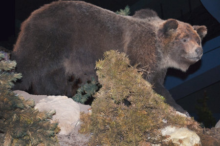 Grizzly Bear in Museum at Crazy Horse Monument  South Dakota USAのeditorial素材