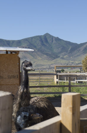 Rhea in Petting Zoo on Route 66 USAのeditorial素材