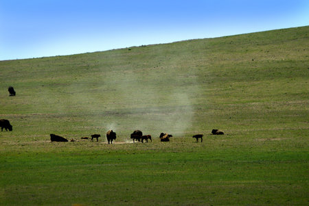 Buffalo near Zion National Park In Utahのeditorial素材