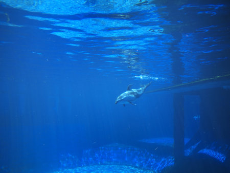 The Vancouver Aquarium in Stanley Park, Vancouver Canadaのeditorial素材