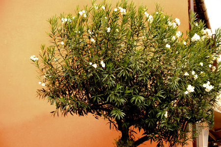Tree on the Main Street of Taormina in Sicily Italyのeditorial素材