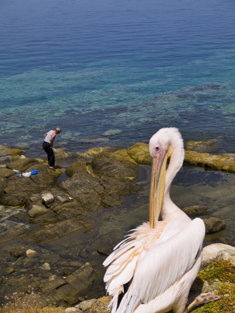 Pelicans in Chora the Main town on the island of Mykonos Greeceの写真素材