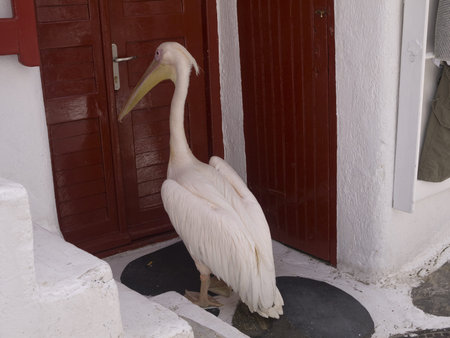 Pelican in Chora the Main town on the island of Mykonos Greeceの写真素材