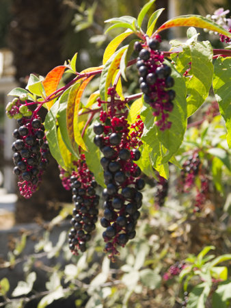Plant with berries at Dassia on the Island of Corfu Greeceのeditorial素材