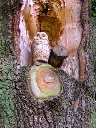  Owl Carved in Storm Damaged Tree in Towneley park Burnley Lancashire        のeditorial素材