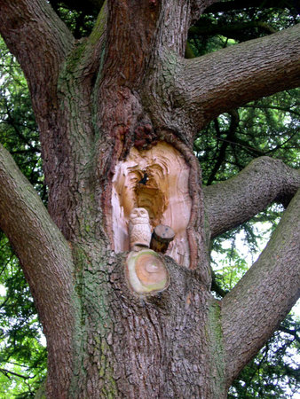 Owl Carved in Storm Damaged Tree in Towneley park Burnley Lancashireのeditorial素材