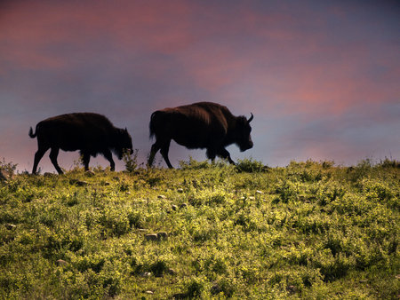 American Bison or Buffalo in Colorado USAのeditorial素材