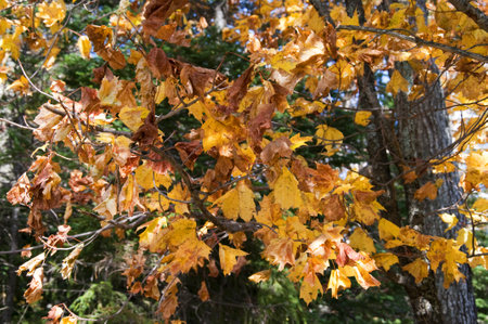Fall in the White Mountains in the State of New Hampshire USAのeditorial素材