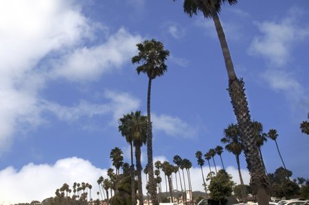 Palm Trees in Santa Barbara California USAのeditorial素材