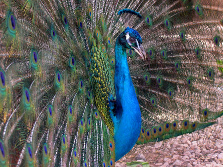 Peacock in small zoo in Chania Crete Greece          のeditorial素材